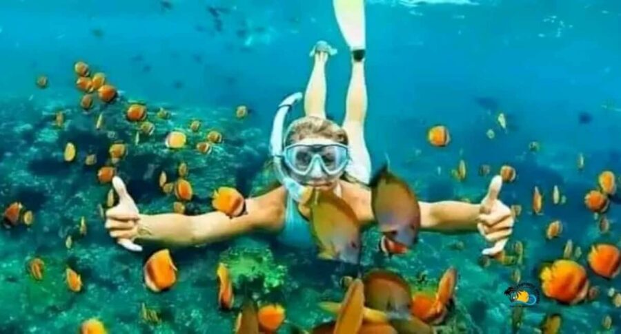 Zanzibar: Mnemba Dolphins Tour with Snorkeling and Sandbank - Transport, Duration, and Group Size