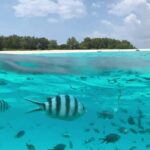 Zanzibar: Mnemba Island Dolphin and Snorkeling Tour - Detailed Breakdown of the Tour Experience