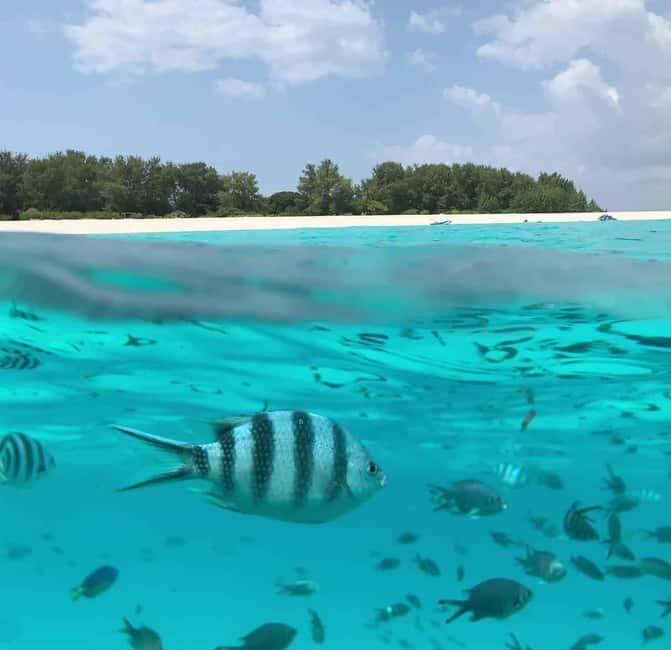 Zanzibar: Mnemba Island Dolphin and Snorkeling Tour - Detailed Breakdown of the Tour Experience