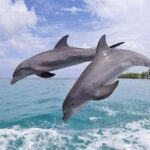 Zanzibar: Mnemba Island Dolphin & Snorkeling Tour - Practical Details and What to Expect