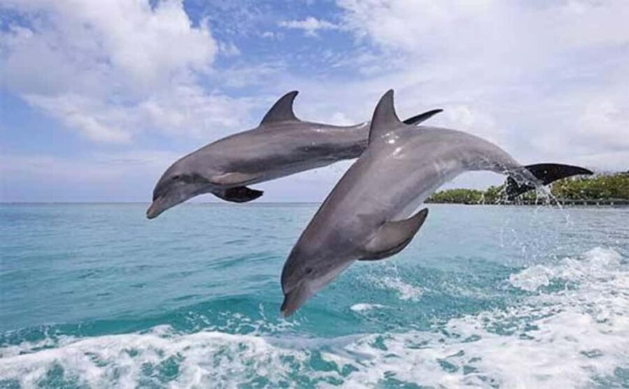 Zanzibar: Mnemba Island Dolphin & Snorkeling Tour - Practical Details and What to Expect