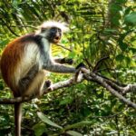 Zanzibar: Mnemba Island & Jozani Forest Day Tour - FAQ