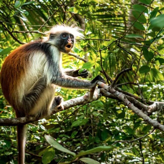 Zanzibar: Mnemba Island & Jozani Forest Day Tour - FAQ