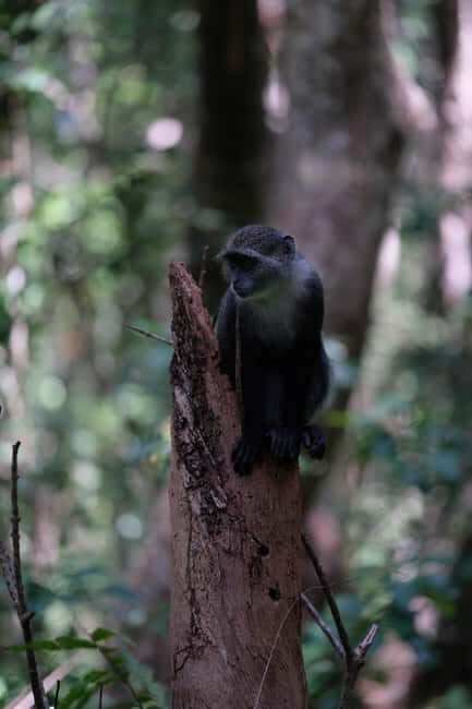 ZANZIBAR: Mnemba Island, Jozani Forest & Sea Turtles - What’s Included and Practical Tips