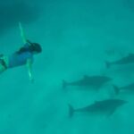Zanzibar: Mnemba Island, Jozani forest & The Rock restaurant - Who Is This Tour Best For?