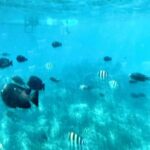 Zanzibar: Mnemba Island, Prison Island and Stone Town Tour - Practical Considerations and Value