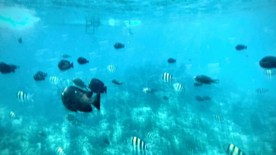 Zanzibar: Mnemba Island, Prison Island and Stone Town Tour - Practical Considerations and Value
