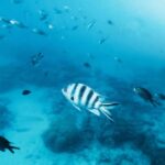 Zanzibar: Mnemba Island Private Snorkeling Tour and Pickup - The Sum Up