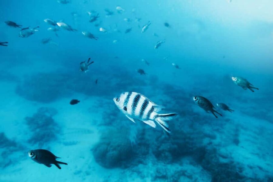 Zanzibar: Mnemba Island Private Snorkeling Tour and Pickup - The Sum Up