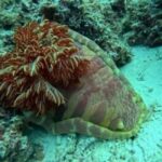 Zanzibar: Mnemba Island & Sea Turtle sanctuary Tour - Key Points