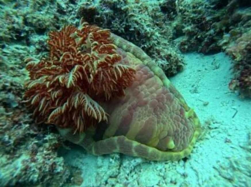 Zanzibar: Mnemba Island & Sea Turtle sanctuary Tour - Key Points