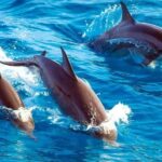 Zanzibar: Mnemba Island, Sea turtles Aquarium & Nungwi Zoo - The Itinerary and Why It Matters