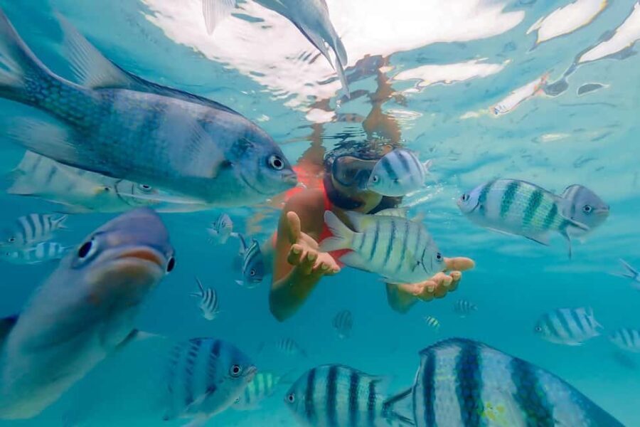Zanzibar: Mnemba Island Snorkeling and Dolphin Tour - What’s Included and What’s Not