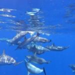 Zanzibar: Mnemba Island Snorkeling and Dolphin Watching - An Overview of What to Expect