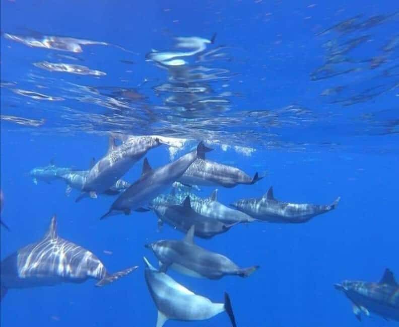 Zanzibar: Mnemba Island Snorkeling and Dolphin Watching - An Overview of What to Expect