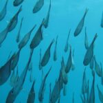Zanzibar: Mnemba island Snorkeling & Boat Tour with Lunch - Practical Tips for Your Trip