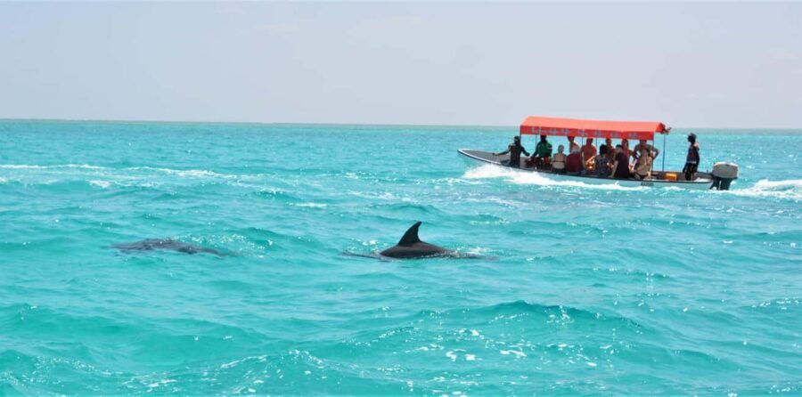 Zanzibar: Mnemba Island Snorkeling & Dolphin - Practical Details & Tips