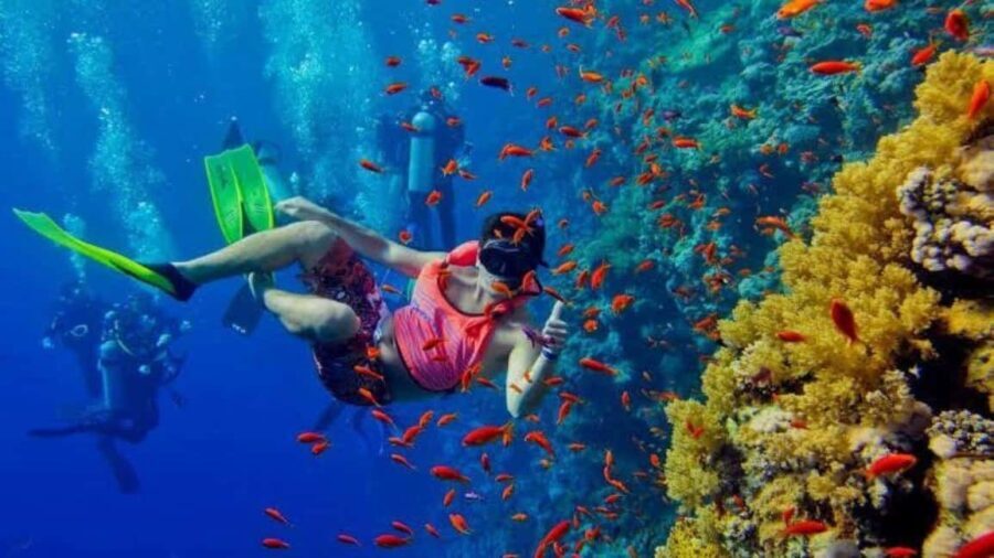 Zanzibar: Mnemba Island Snorkelling and Dolphin Tour. - Setting the Scene: What the Tour Offers