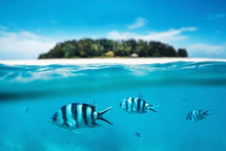 Zanzibar: mnemba island, turles swimming with kendwa beach - Who Will Enjoy This Tour?