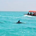 Zanzibar: Mnemba Tours A Tropical Paradise - Practical Details: What You Need to Know