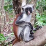 Zanzibar: Mtende secret Beach, Kuza Cave &Jozani Forest Tour - Why This Tour Works Well
