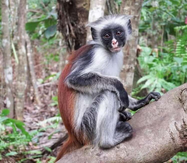 Zanzibar: Mtende secret Beach, Kuza Cave &Jozani Forest Tour - Why This Tour Works Well