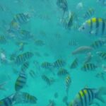 Zanzibar: Nkupenda Island Snorkeling with Lunch - Practical Details and Tips
