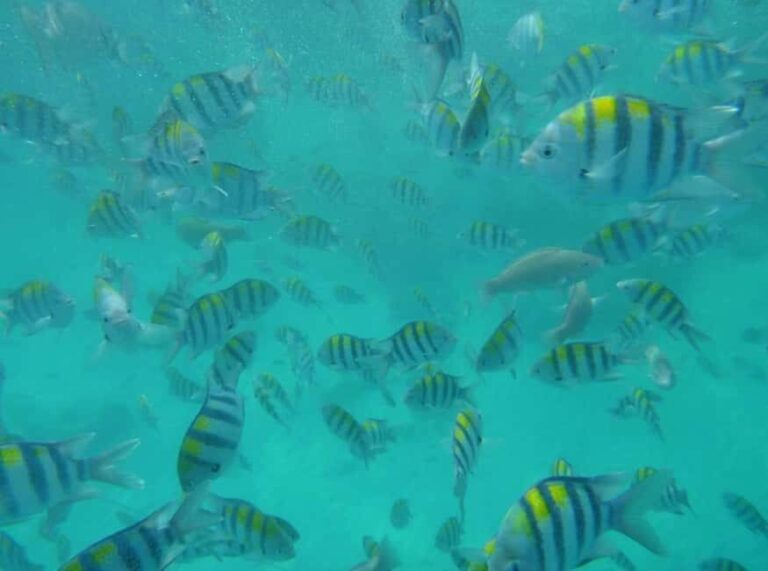 Zanzibar: Nkupenda Island Snorkeling with Lunch - Practical Details and Tips