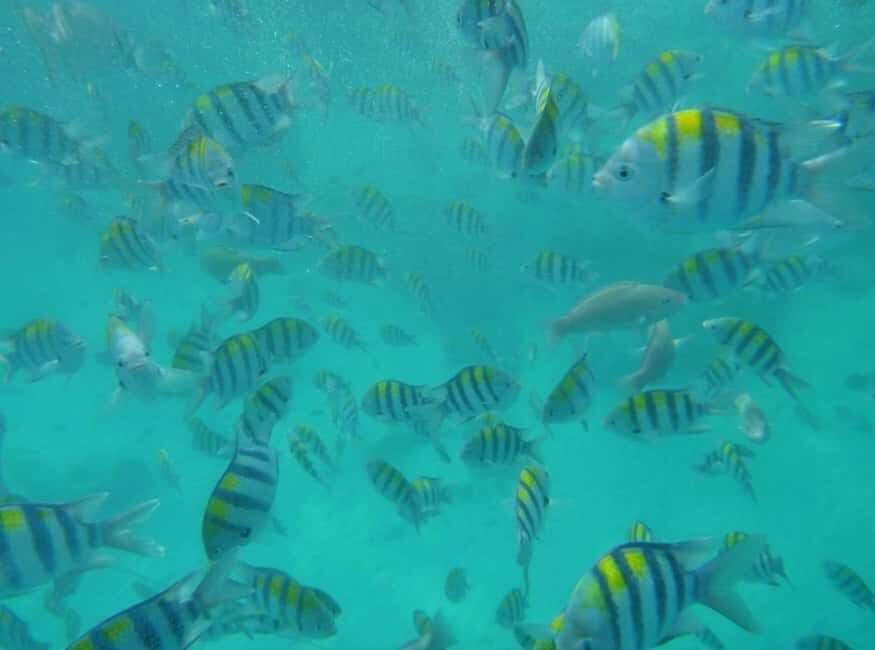 Zanzibar: Nkupenda Island Snorkeling with Lunch - Practical Details and Tips