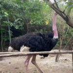 Zanzibar: Nungwi kilosa Conservation Zoo half day tour - What We Loved About This Tour