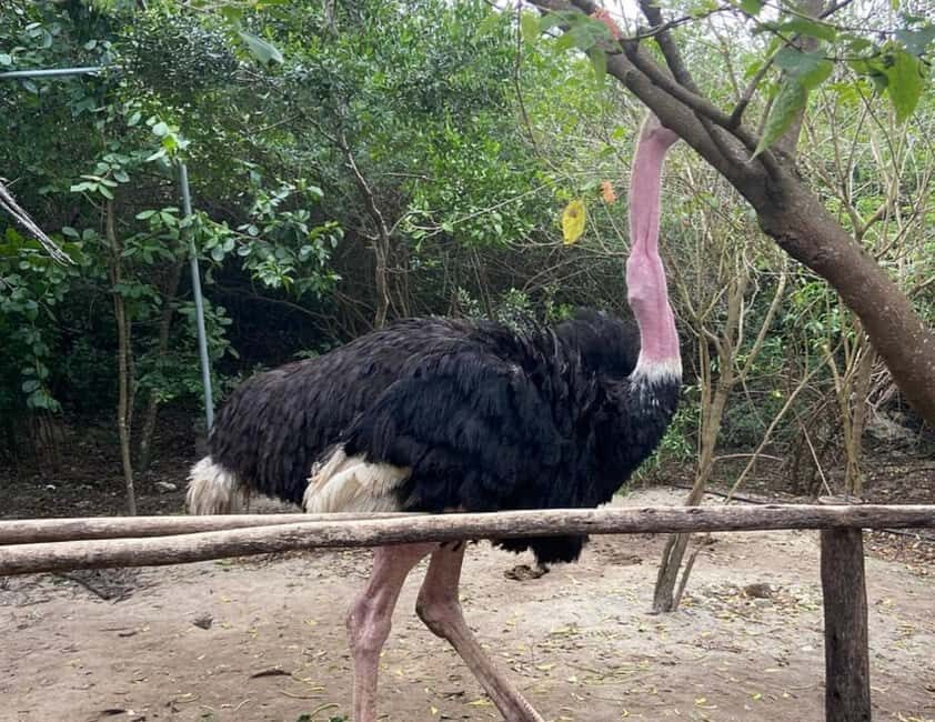 Zanzibar: Nungwi kilosa Conservation Zoo half day tour - What We Loved About This Tour