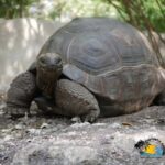 Zanzibar: Nungwi Kilosa Zoo Conservation Tour - What Can You Expect During the Tour?