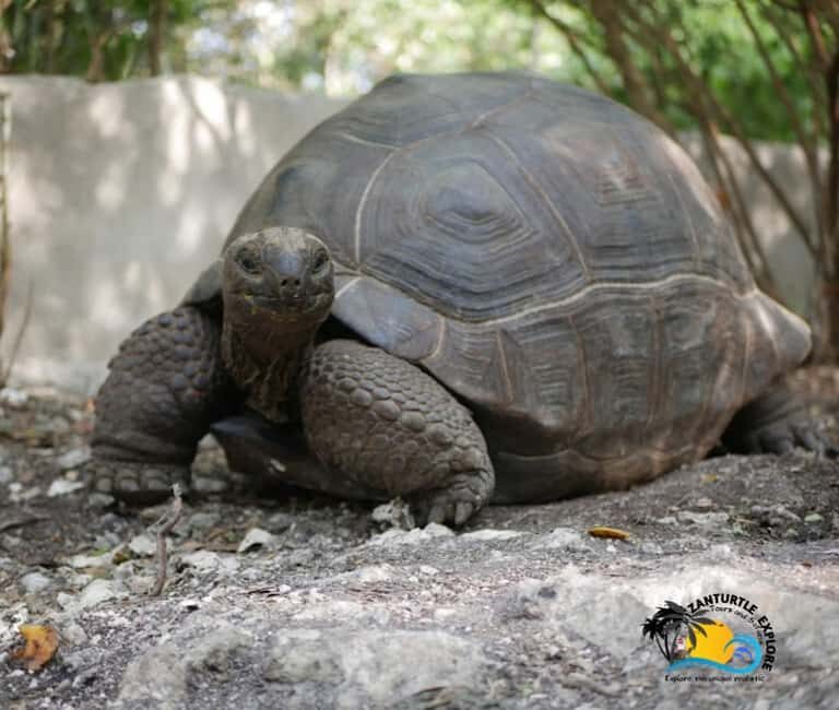 Zanzibar: Nungwi Kilosa Zoo Conservation Tour - What Can You Expect During the Tour?