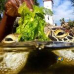 Zanzibar: Nungwi Mnarani Aquarium Feed and Swim with Turtles - Breaking Down the Day: What to Expect