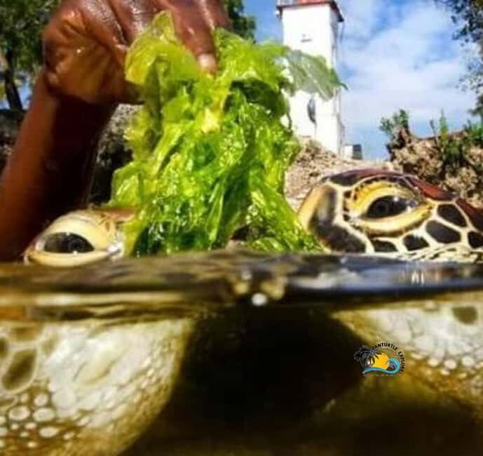 Zanzibar: Nungwi Mnarani Aquarium Feed and Swim with Turtles - Breaking Down the Day: What to Expect