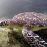 Zanzibar: Nungwi North Coast Beach Trip & Swim with turtles - Exploring Nungwi and Kendwa: A Glimpse into Local Life and Scenic Beaches