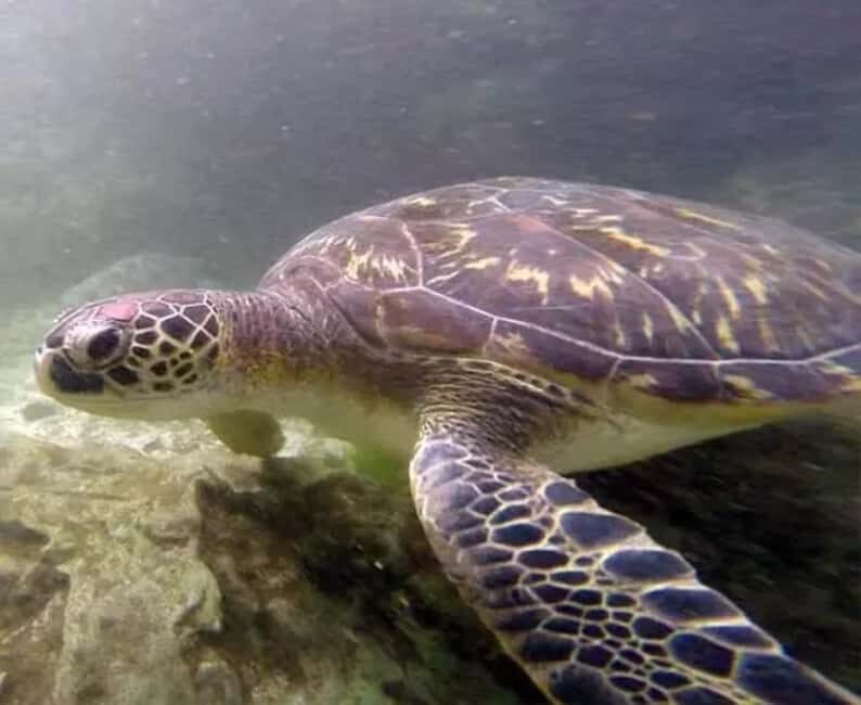 Zanzibar: Nungwi North Coast Beach Trip & Swim with turtles - Exploring Nungwi and Kendwa: A Glimpse into Local Life and Scenic Beaches