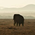 ZANZIBAR - NYERERE NATIONAL PARK 1 DAY SAFARI - The Bush Lunch Experience