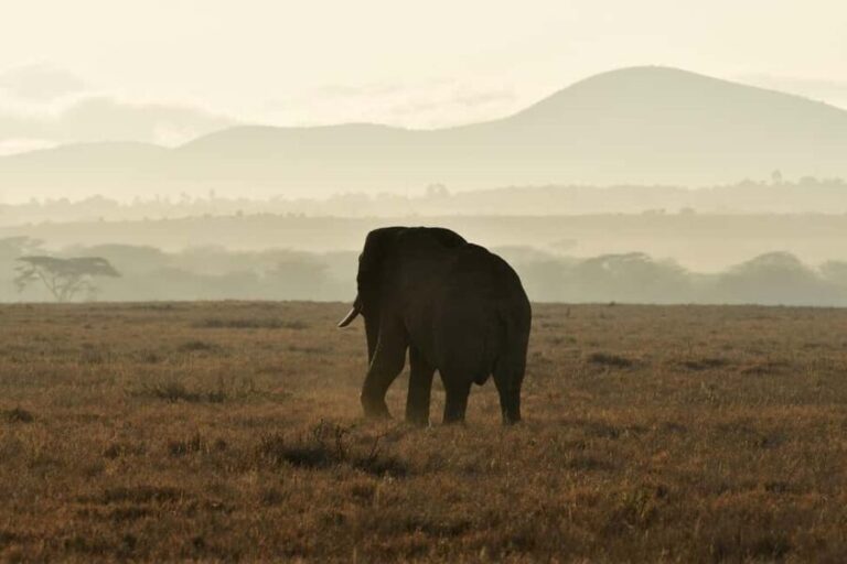 ZANZIBAR - NYERERE NATIONAL PARK 1 DAY SAFARI - The Bush Lunch Experience