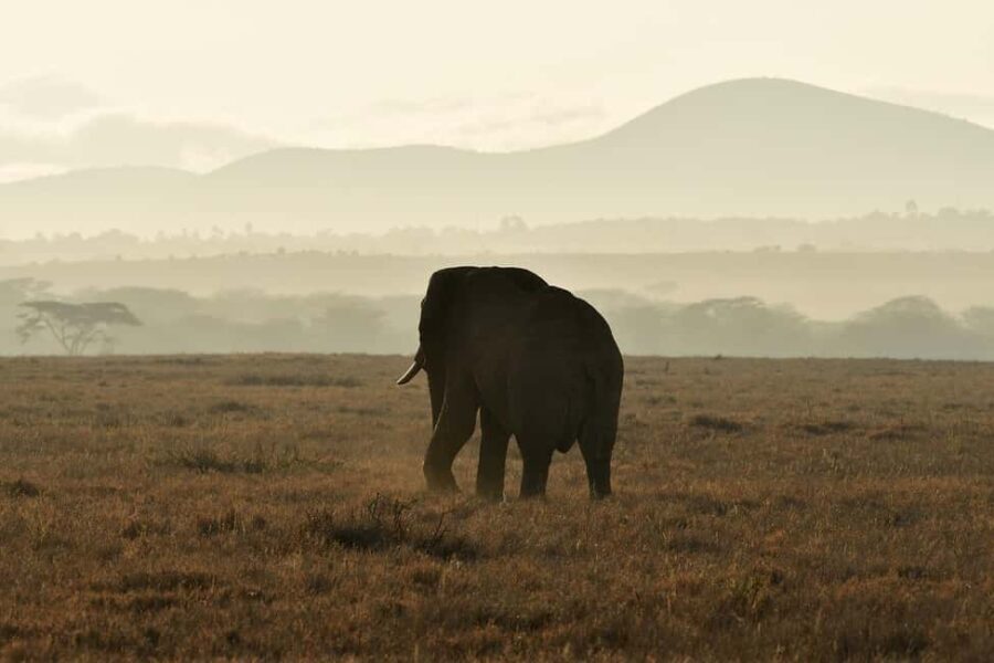 ZANZIBAR - NYERERE NATIONAL PARK 1 DAY SAFARI - The Bush Lunch Experience