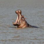 Zanzibar: Nyerere National Park 3-Day Safari with Fast Ferry - Key Points