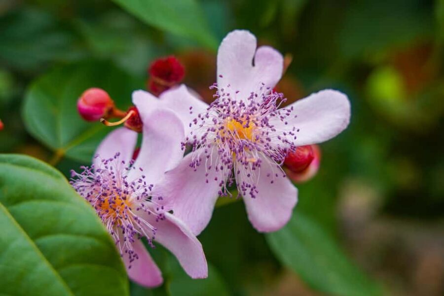 Zanzibar: Paje Beach Surfing and Flower Garden Tour - The Day in Detail: What You Can Expect
