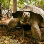 Zanzibar: Prison island and Stone town walking tour - Why This Tour Offers Great Value