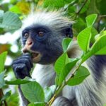 Zanzibar: Prison Island, Jozani Forest and Paje Beach Tour - Detailed Breakdown of the Itinerary
