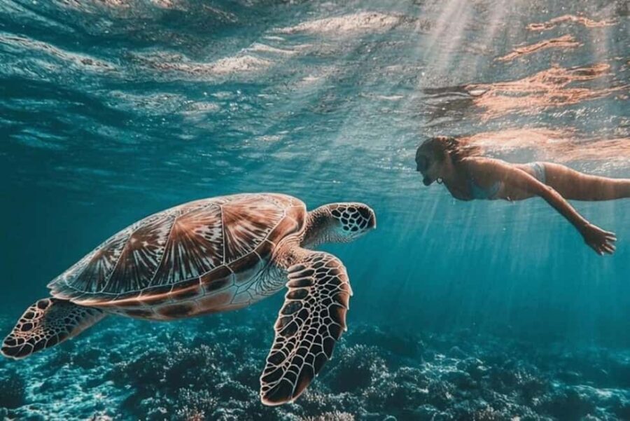 ZANZIBAR: Prison Island, Jozani Forest & SeaTurtle Sanctuary - Authentic Experiences and Traveler Insights