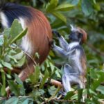 Zanzibar Prison Island, Jozani Forest & Spice Farm Tour - What to Expect from the Tour