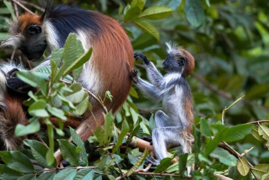 Zanzibar Prison Island, Jozani Forest & Spice Farm Tour - What to Expect from the Tour