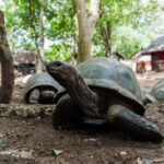 Zanzibar: Prison Island, Tortoise, Jozani Forest Guided Tour - Detailed Breakdown of the Tour