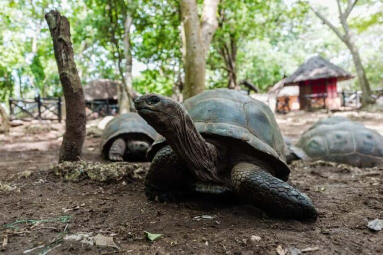 Zanzibar: Prison Island, Tortoise, Jozani Forest Guided Tour - Detailed Breakdown of the Tour