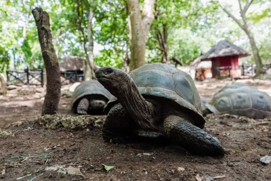 Zanzibar: Prison Island, Tortoise, Jozani Forest Guided Tour - Detailed Breakdown of the Tour